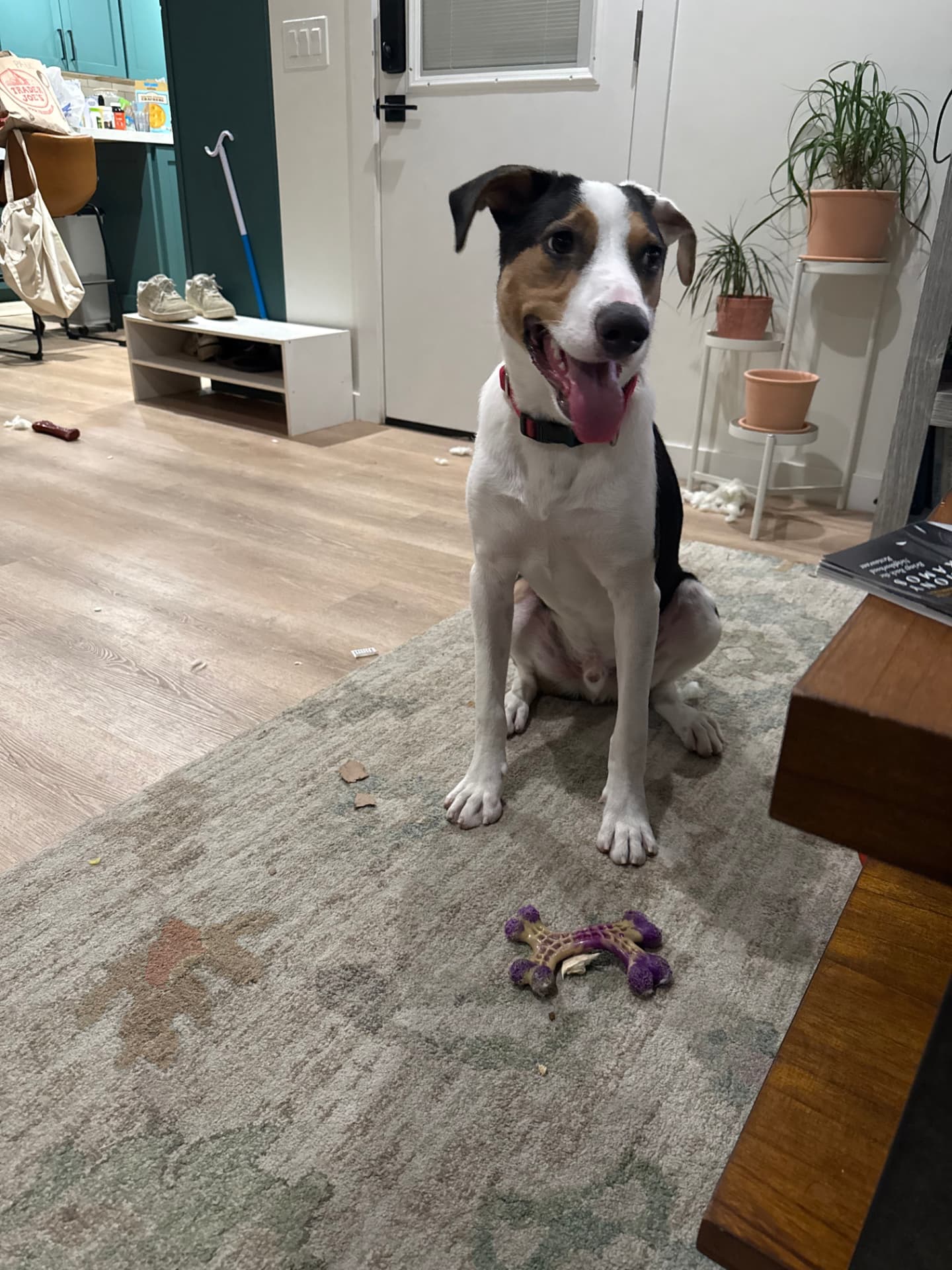 Paul the Australian Shepherd mix, photo 3