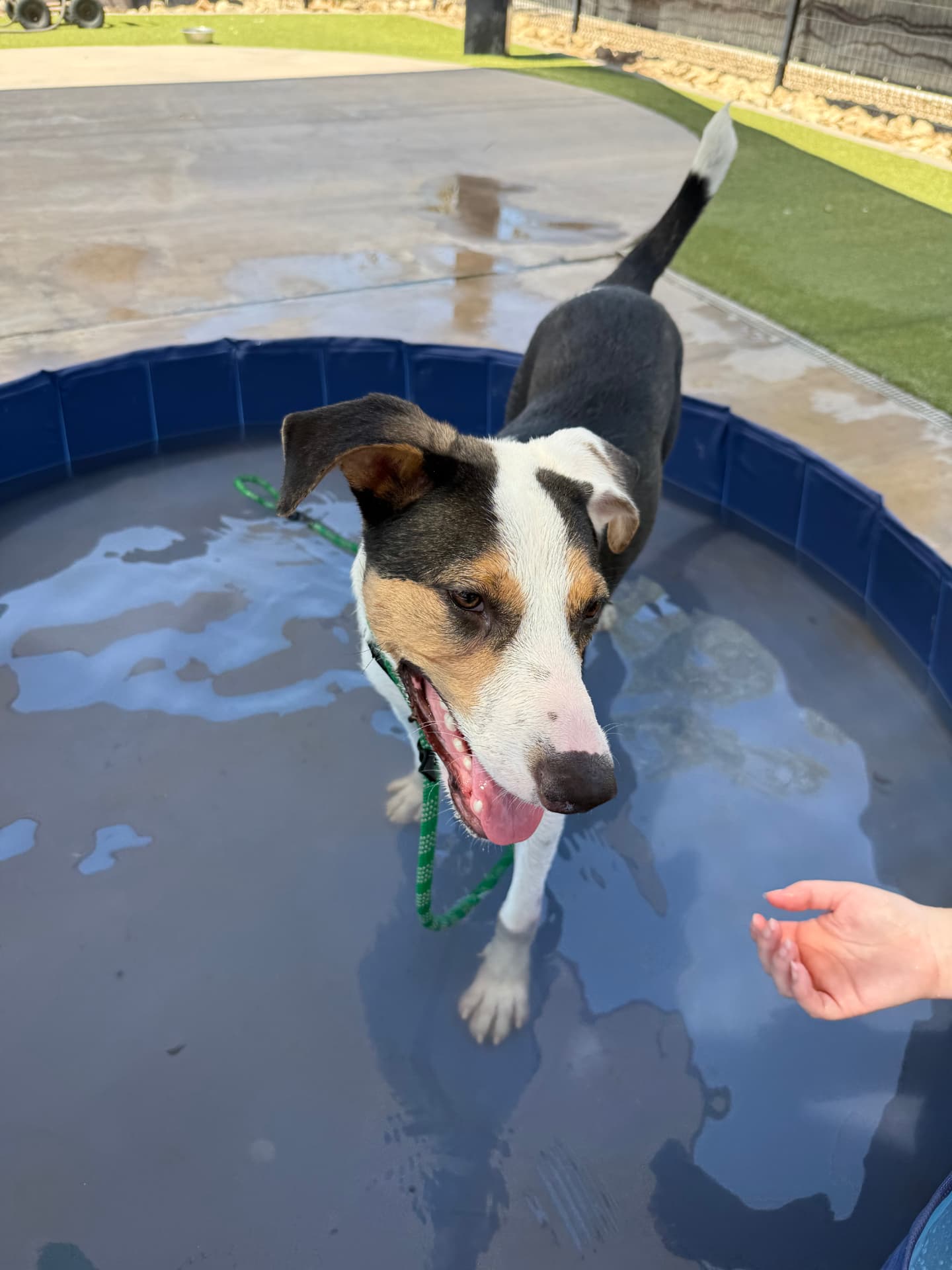 Paul the Australian Shepherd mix, photo 2