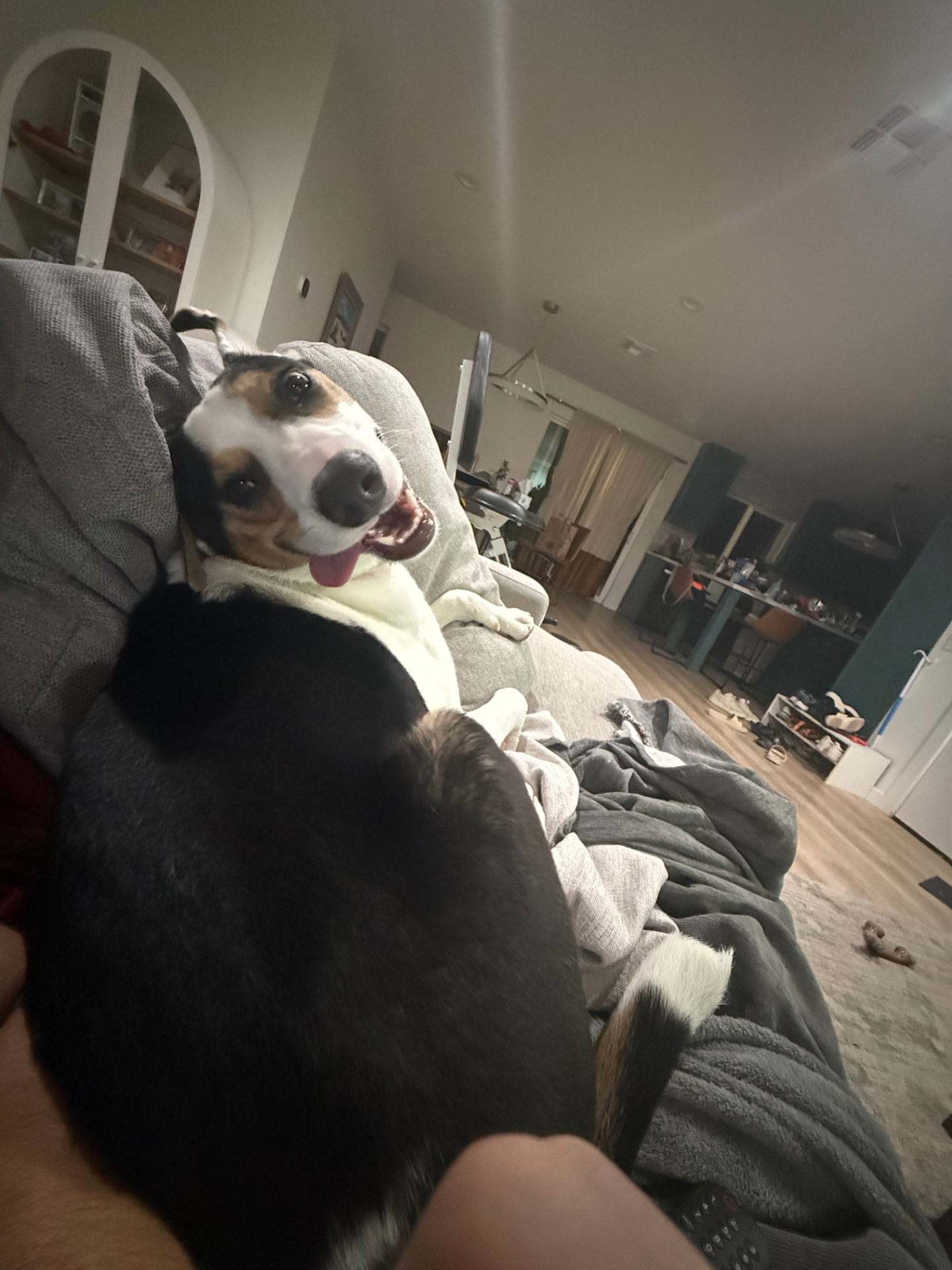 Paul the Australian Shepherd mix, photo 4
