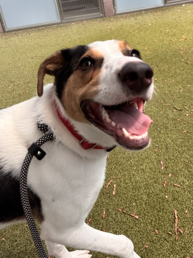 Paul the Australian Shepherd mix, photo 5