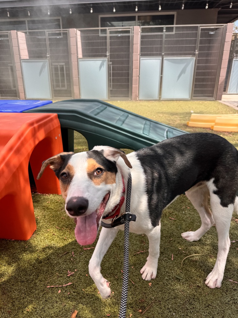 Paul the Australian Shepherd mix, photo 6
