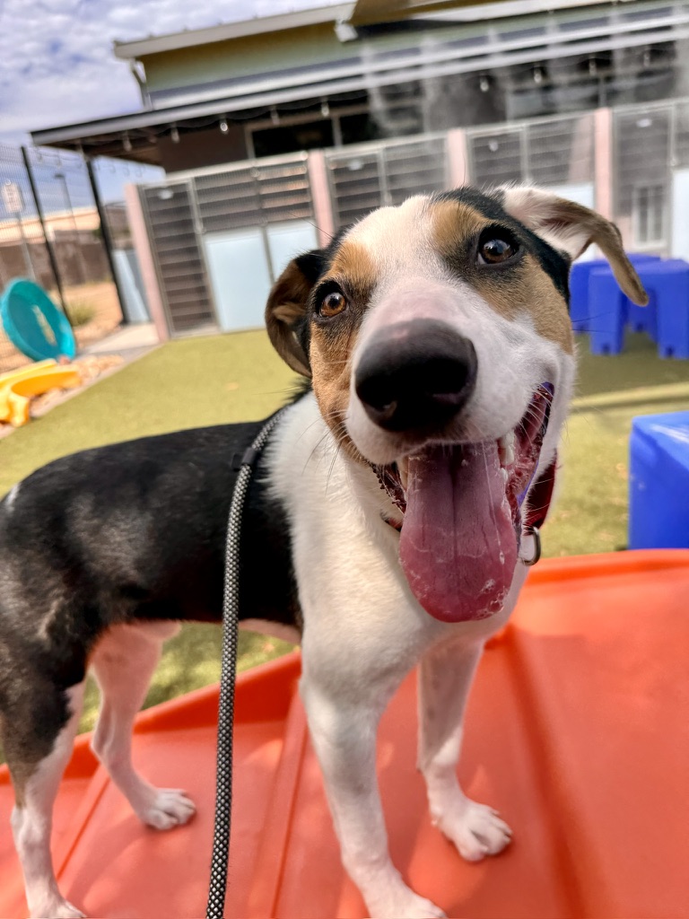 Paul the Australian Shepherd mix, photo 8