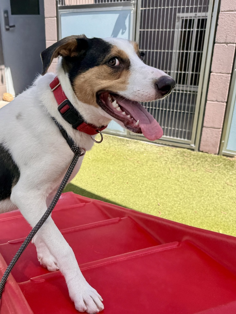 Paul the Australian Shepherd mix, photo 12