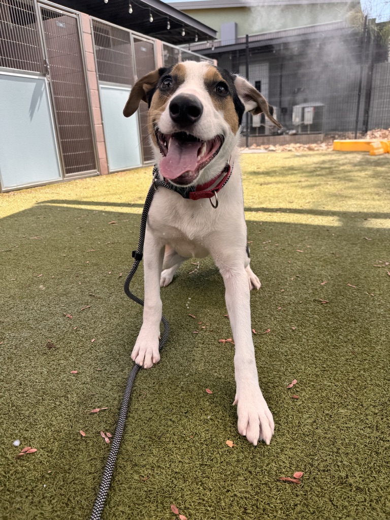 Paul the Australian Shepherd mix, photo 13